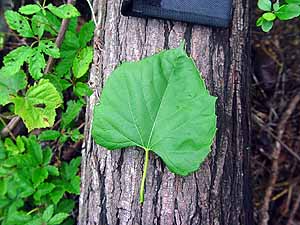 Ampelopsis cordata