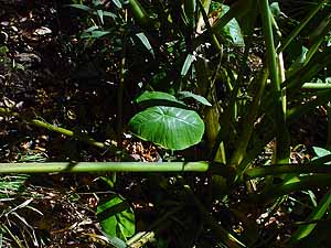 Colocasia esculenta