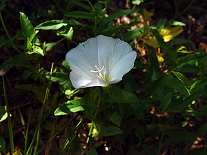 Convolvulus arvensis linearifolius