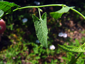 Convolvulus arvensis linearifolius