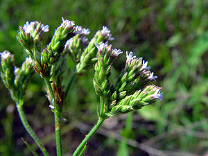 Verbena braziliensis