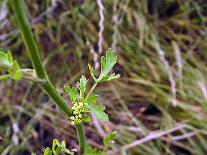 Polytaenia nuttallii