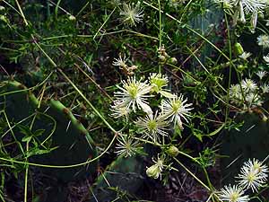 Clematis drummondii