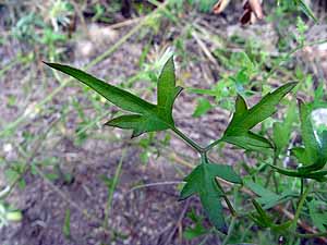 Clematis drummondii