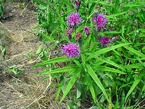 Vernonia guadalupensis