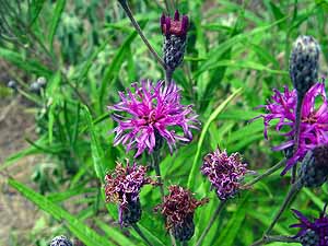 Vernonia guadalupensis