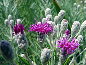 Vernonia lindheimeri