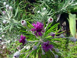 Vernonia lindheimeri