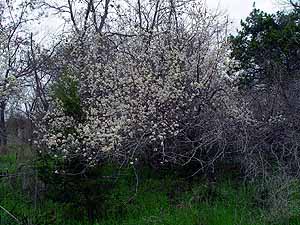 Prunus mexicana