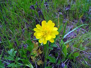 Ranunculus macranthus