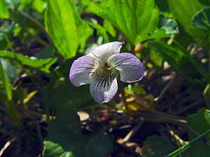 Viola missouriensis