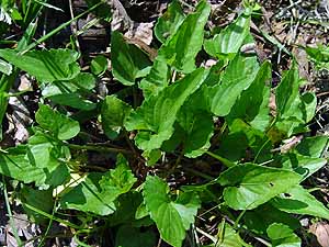 Viola missouriensis