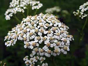 Achillea millefolium