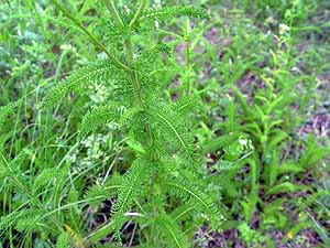 Achillea millefolium