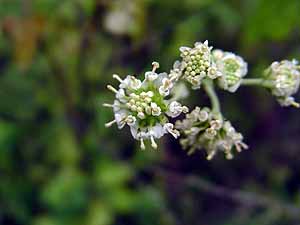 Parthenium hysterophorus