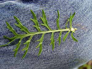 Parthenium hysterophorus