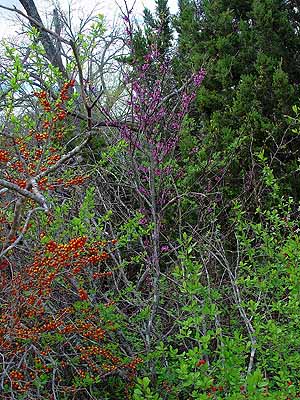 Cercis canadensis texensis