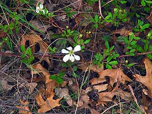 Rubus trivialis