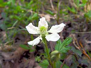 Rubus trivialis