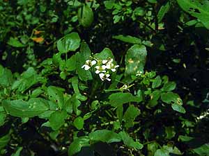 Nasturtium officinale