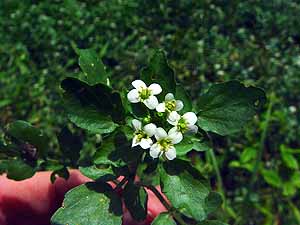 Nasturtium officinale