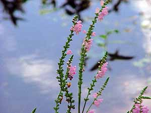 Physostegia intermedia