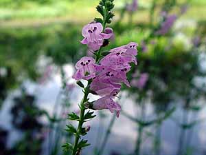 Physostegia intermedia