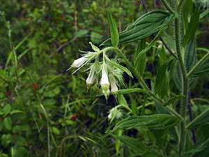 Lithospermum onosmodium