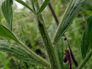 Lithospermum onosmodium