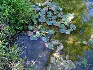 Nuphar lutea