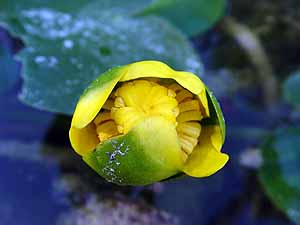 Nuphar lutea