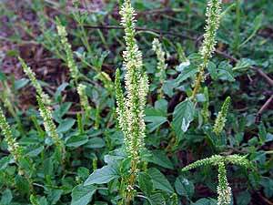 Amaranthus retroflexus