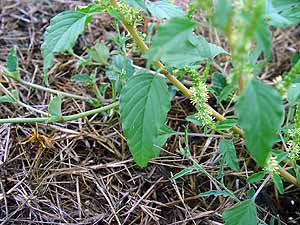 Amaranthus retroflexus