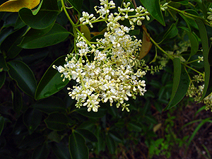 Ligustrum lucidum