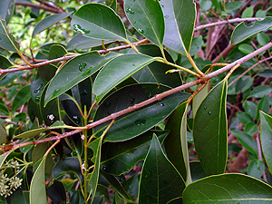 Ligustrum lucidum