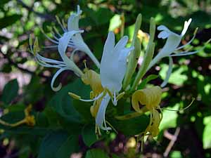 Lonicera japonica