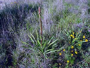 Yucca rupicola