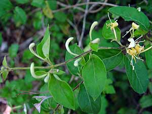 Lonicera japonica