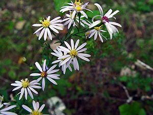 Symphyotrichum divaricatum