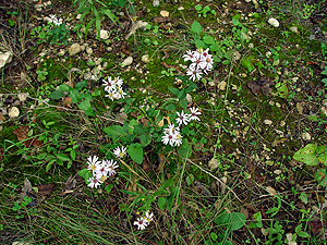 Symphyotrichum divaricatum