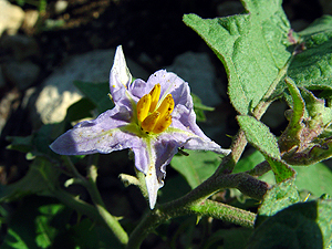 Solanum dimidiatum