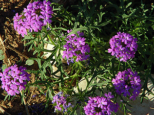 Glandularia bipinnatifida