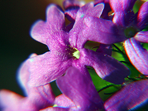 Glandularia bipinnatifida