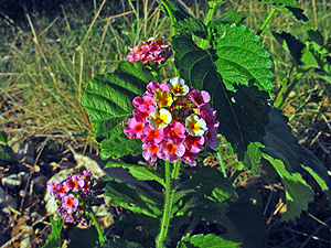 Lantana urticoides