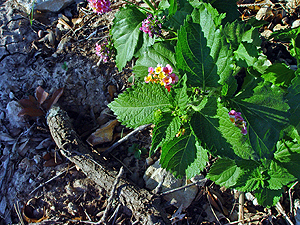 Lantana urticoides