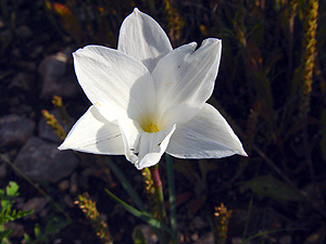 Cooperia pedunculata