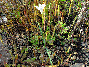 Cooperia pedunculata