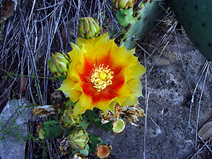 Opuntia macrorhiza