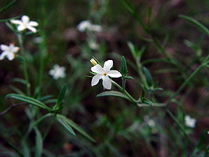 Heliotropium tenellum