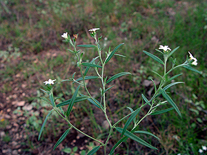 Heliotropium tenellum